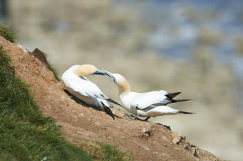 Fou de bassan (ganet)<br>NIKON D4, 850 mm, 450 ISO,  1/2000 sec,  f : 8 